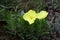 Oenothera macrocarpa with bright yello flowers