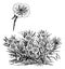 Oenothera missouriensis or Missouri Evening Primrose or Ozark Sundrop, vintage engraving