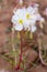 Oenothera pallida â€” pale evening-primrose