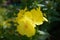 Oenothera - primrose. Common evening primrose