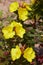 Oenothera - primrose. Common evening primrose