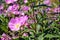 Oenothera rosea flowers