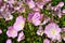 Oenothera rosea flowers