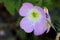 Oenothera speciosa, Pinkladies, Pink evening primrose