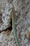 Oertzen Rock Lizard Anatolacerta oertzeni