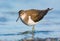 Oeverloper, Common Sandpiper, Actitis hypoleucos