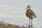 Oeverloper, Common Sandpiper, Actitis hypoleucos