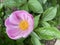 Off-center view of a single petal pink peony - Seashell Peony, the American Peony Society Gold Medal Winner.