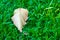 A off-centered, fallen, dried leaf, losing its colors, and green chlorophyll, while atop a lush grassy-green background.