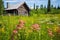 off-grid log cabin surrounded by wildflowers