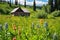 off-grid log cabin surrounded by wildflowers