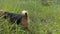 Off leash happy beagle dog walking in nature