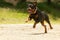 Off Leash Rottweiler Dog