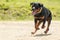 Off Leash Rottweiler Dog