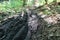 Off road bicycle tire tracks in mud in forest