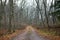 Off-road dirt track through sparse wood forest