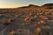 Off road golden morning Mojave desert landscape Pahrump, Nevada