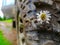Off Road muddy car wheel with a daisy flower