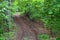 Off-road track in a forest in Carpathians Mountains..