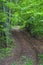 Off-road track in a forest in Carpathians Mountains..