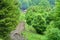 Off-road track in a forest in Carpathians Mountains.