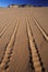 Off Road Vehicle Tracks in Sand, Coral Pink Sand Dunes State Park, Utah