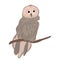 Offended, angry walking owl on a white background