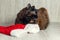 Offended cat lying near the Christmas hat and turned away dissatisfied