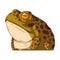 An Offended Frog, isolated vector illustration. Cartoon picture of a serious proud toad sitting. Drawn animal sticker