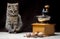 Offended tabby color kitten sits next to a manual coffee grinder and coffee grains