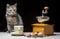 Offended tabby color kitten sits next to a manual coffee grinder and coffee grains