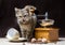 Offended tabby color kitten sits next to a manual coffee grinder and coffee grains