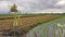 Offering for Dewi Sri as the goddess of rice and prosperity.  Paddy field landscape background