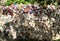 Offerings at Membartsho Burning Lake, sacred site in Bhutan