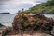 Offerings to the Balinese Hindu Gods and Demons placed on a coastal rock