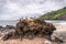 Offerings to the Balinese Hindu Gods and Demons placed on a coastal rock