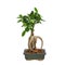 Office bonsai ficus ginseng on white