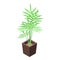 Office palm tree pot icon, isometric style