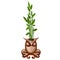 Office plant in a ceramic pot in the shape of an owl with tentacles of octopus isolated on white background. Ideas for