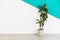 Office plant front wall . High quality and resolution beautiful photo concept