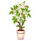 Office potted flowering tree isolated on white background. Vector cartoon close-up illustration.