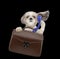 Office worker businessman shitzu dog with suitcase or bag isolated on black