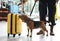 Officer with dog checking suitcase in airport. Luggage inspection