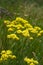 Officinalis yellow flowers immortelle