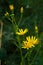 Officinalis yellow flowers immortelle