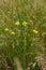 Officinalis yellow flowers immortelle on a background of green grass meadow