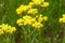 Officinalis yellow flowers immortelle on blurred green background