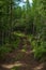 Offroad tracks in a deep wild forest