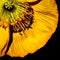 Offset Center of a Yellow Poppy on Black