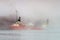 Offshore supply vessel on foggy day